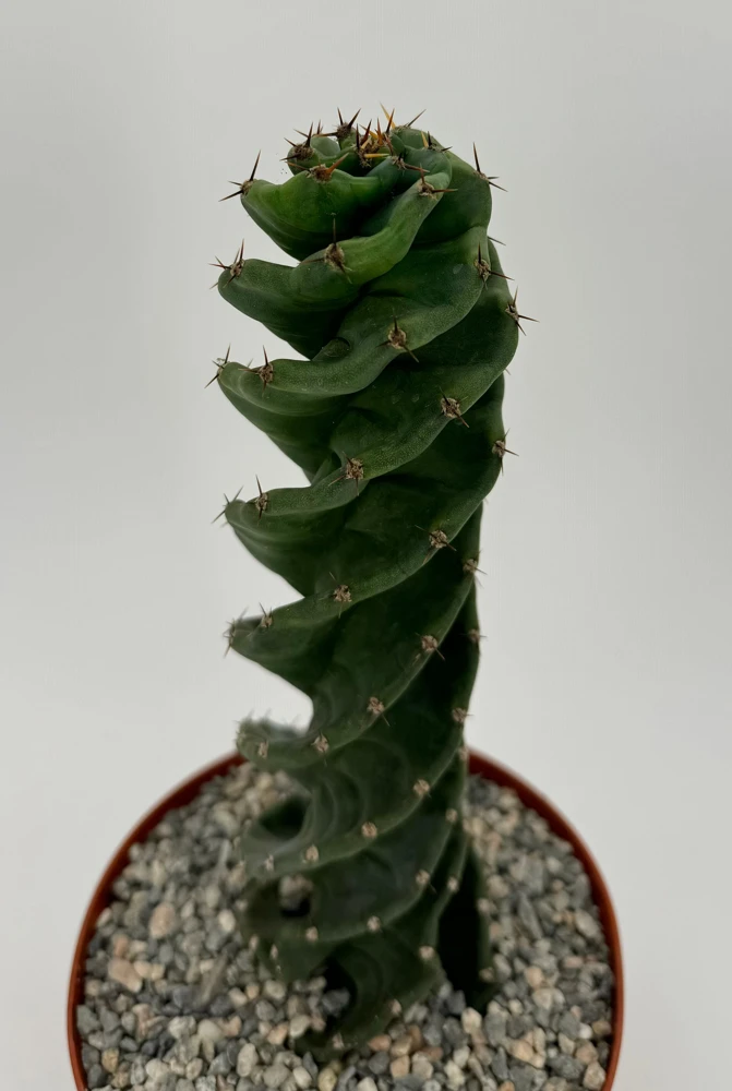 Spiral Cactus Live Plant - Cereus Forbesii Spiralis - 6 inch Pot - Indoor - Image 4
