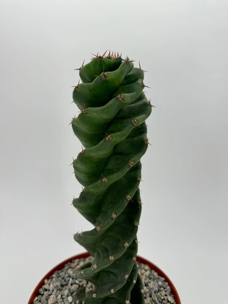 Spiral Cactus Live Plant - Cereus Forbesii Spiralis - 6 inch Pot - Indoor - Image 5