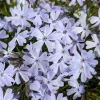 Spring Blue Phlox Live Plant – Woodland Perennial – Lavender-Blue Flowers – USDA Zones 3-8 - Image 1