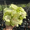 SPRING SALE - Syngonium Chiffon Allusion Houseplants - Image 1