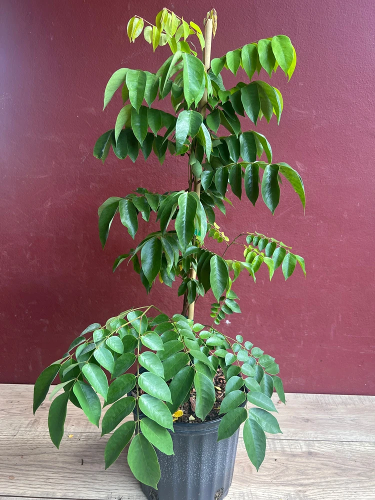 Star Fruit 'Kari' Live Plant - Grafted Averrhoa Carambola Tree, 3 Gallon Pot - Cannot ship to CA - Image 2