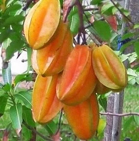 Star Fruit 'Kari' Live Plant - Grafted Averrhoa Carambola Tree, 3 Gallon Pot - Cannot ship to CA - Image 1