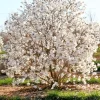 Star Magnolia Live Plant - Magnolia stellata - 1 Gallon Pot - Outdoor Shrub - Image 1