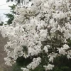 Star Magnolia Shrub Live Plant – 4 inch Pot – Magnolia stellata – Outdoor - Image 1