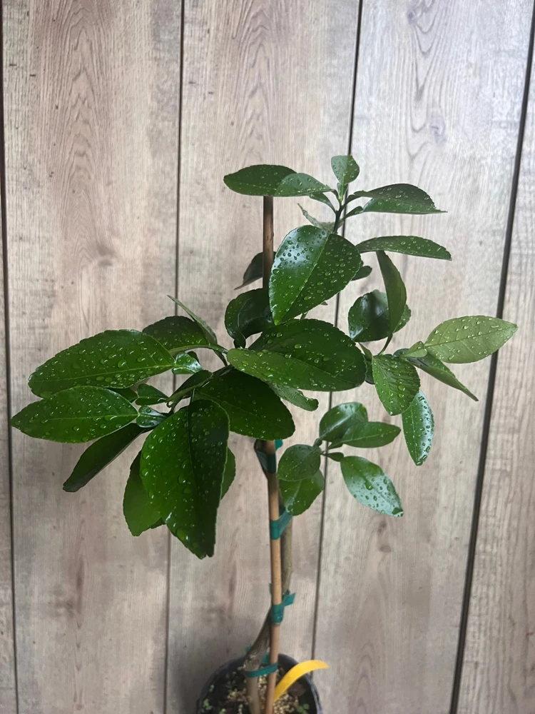 Star Ruby Grapefruit Tree Live Plant – Grafted – 1/2 Gallon Pot – Sweet & Juicy Citrus - Cannot ship to CA - Image 2