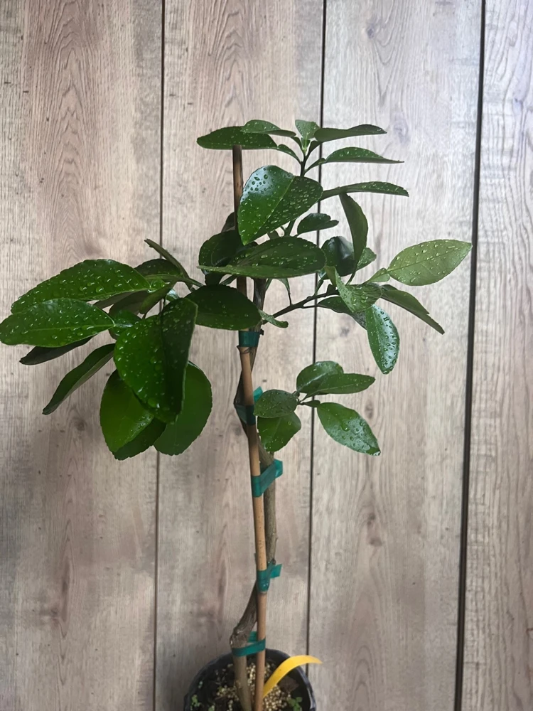 Star Ruby Grapefruit Tree Live Plant – Grafted – 1/2 Gallon Pot – Sweet & Juicy Citrus - Cannot ship to CA - Image 3