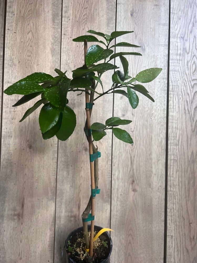 Star Ruby Grapefruit Tree Live Plant – Grafted – 1/2 Gallon Pot – Sweet & Juicy Citrus - Cannot ship to CA - Image 4