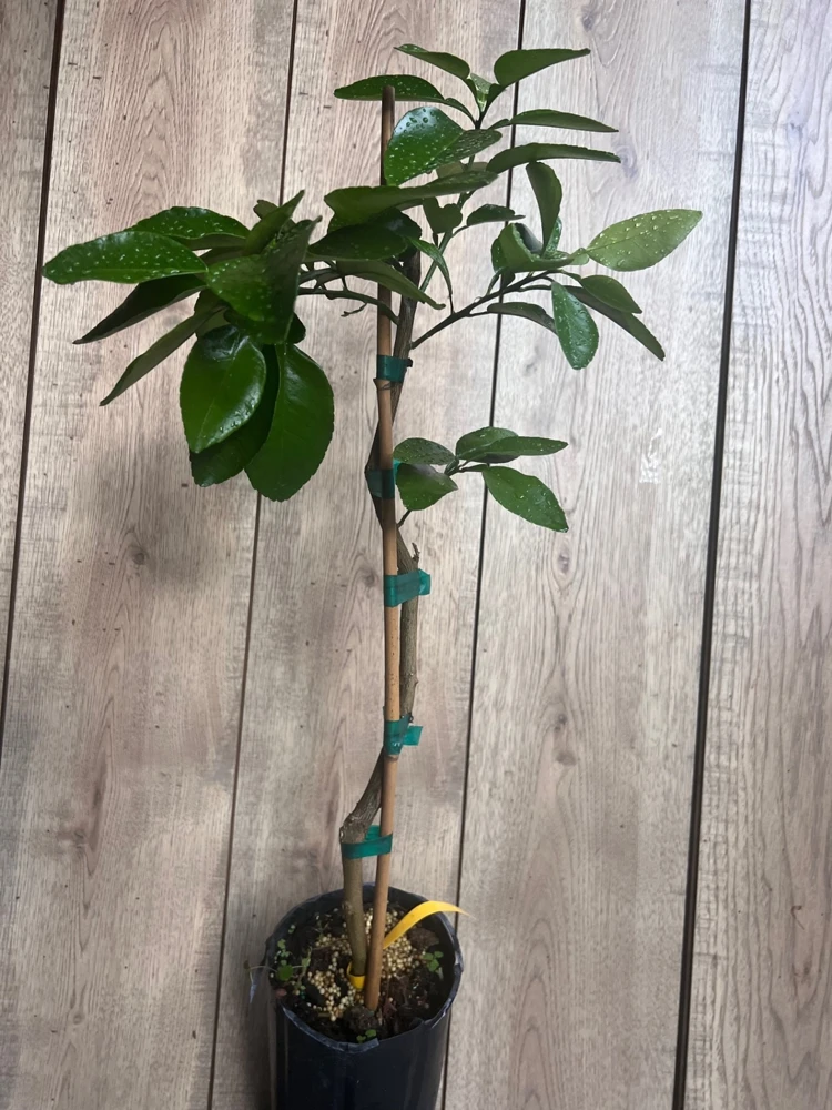 Star Ruby Grapefruit Tree Live Plant – Grafted – 1/2 Gallon Pot – Sweet & Juicy Citrus - Cannot ship to CA - Image 5