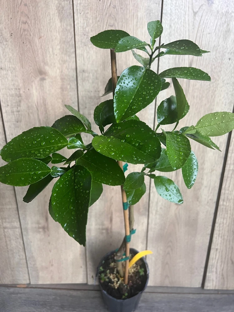 Star Ruby Grapefruit Tree Live Plant – Grafted – 1/2 Gallon Pot – Sweet & Juicy Citrus - Cannot ship to CA - Image 6
