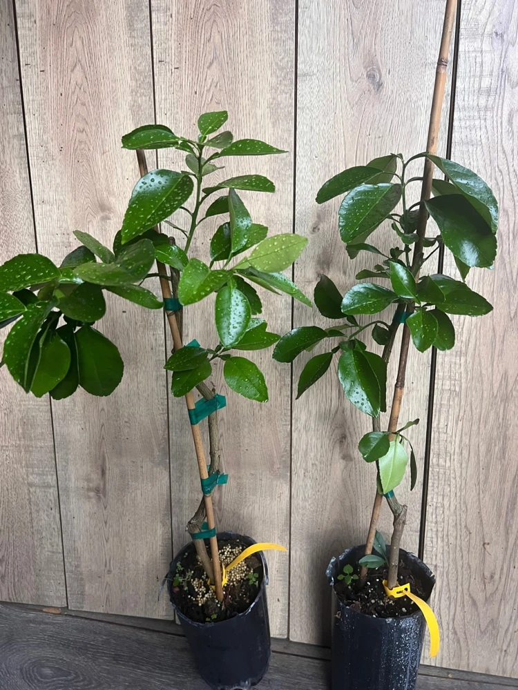 Star Ruby Grapefruit Tree Live Plant – Grafted – 1/2 Gallon Pot – Sweet & Juicy Citrus - Cannot ship to CA - Image 7