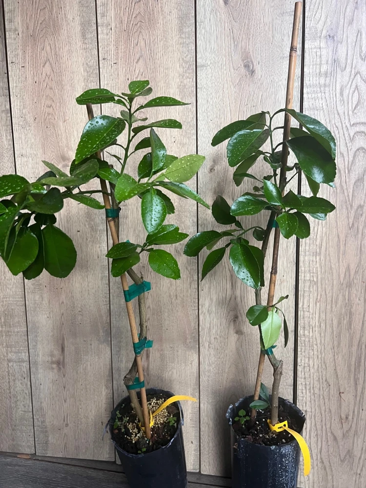 Star Ruby Grapefruit Tree Live Plant – Grafted – 1/2 Gallon Pot – Sweet & Juicy Citrus - Cannot ship to CA - Image 8