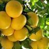 Star Ruby Grapefruit Tree Live Plant – Grafted – 1/2 Gallon Pot – Sweet & Juicy Citrus - Cannot ship to CA - Image 1