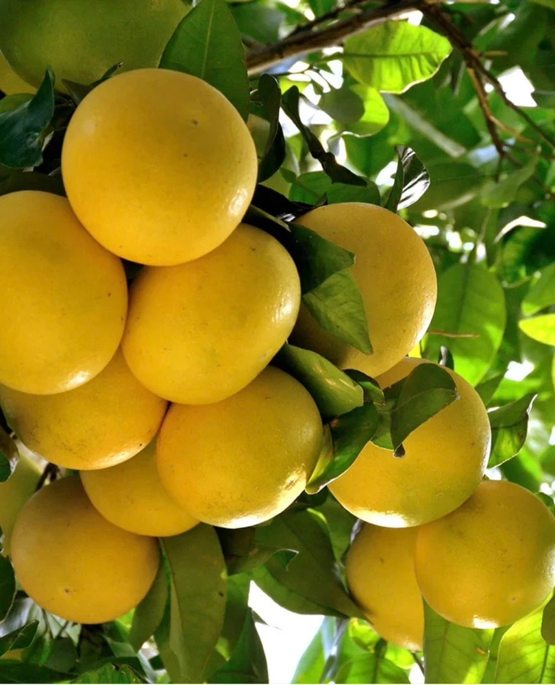 Star Ruby Grapefruit Tree Live Plant – Grafted – 1/2 Gallon Pot – Sweet & Juicy Citrus - Cannot ship to CA - Image 1