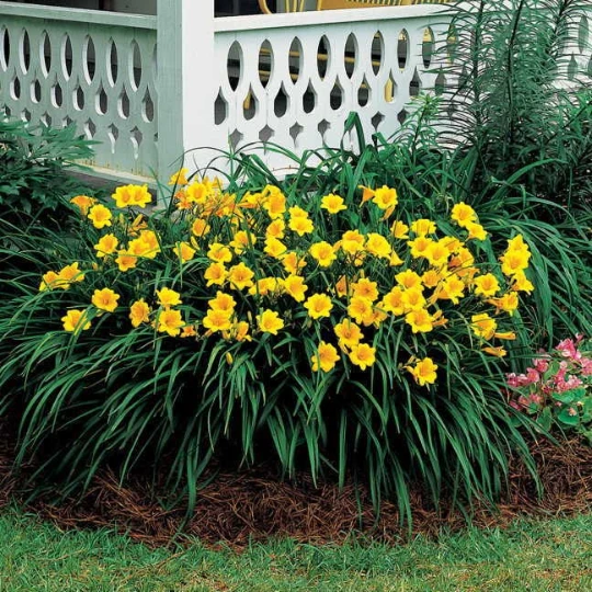 Stella de Oro Daylily Bare Root 3 Pack - Dwarf Reblooming Perennial Flower for Outdoor Gardens - Image 3