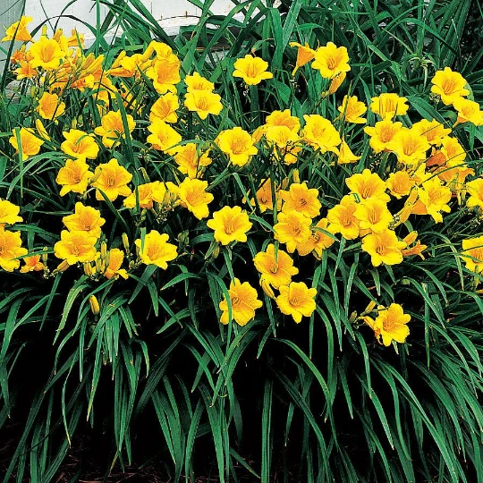 Stella de Oro Daylily Bare Root 3 Pack - Dwarf Reblooming Perennial Flower for Outdoor Gardens - Image 4