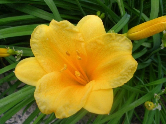 Stella de Oro Daylily Bare Roots - 25 Pack - Outdoor Perennial Flower - Image 1