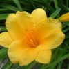 Stella De Oro Daylily Fans - 5 Bare Root Perennial Plants for Outdoor Garden - Image 1