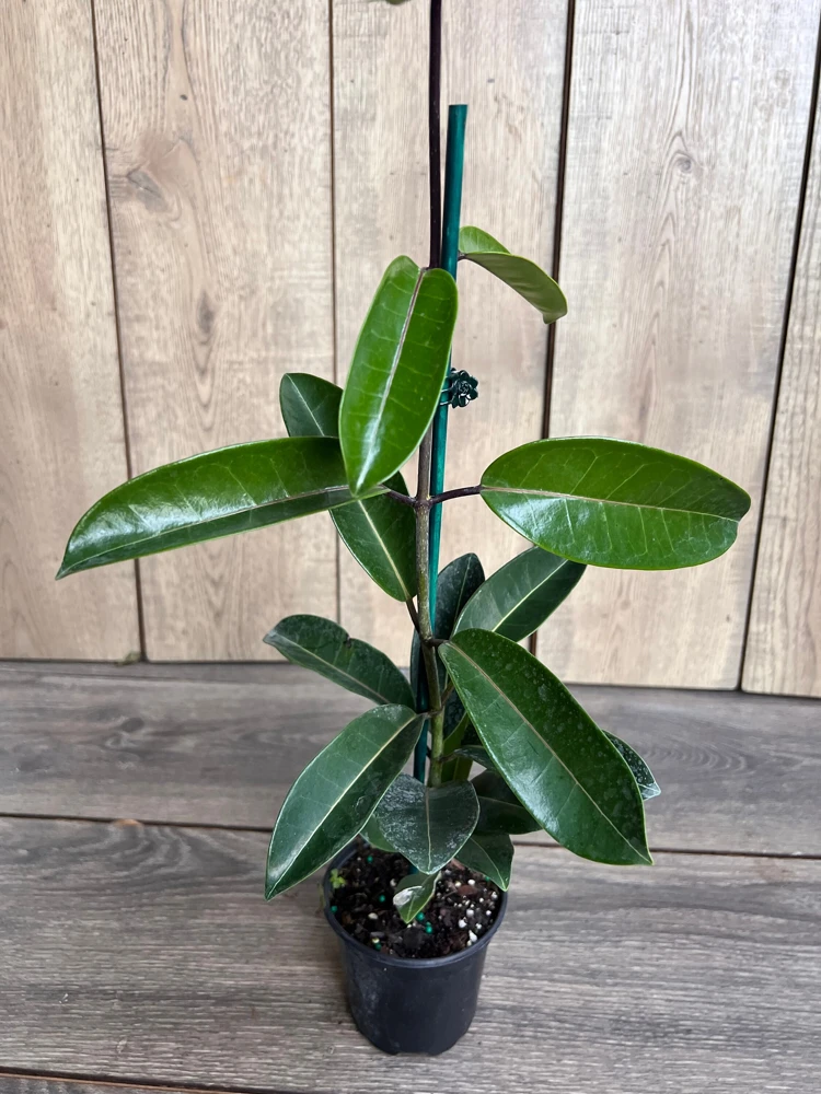 Stephanotis Floribunda Live Plant – 6" Pot – Madagascar Jasmine Vine – Indoor/Outdoor - Cannot ship to CA - Image 2