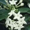 Stephanotis Floribunda Live Plant – 6" Pot – Madagascar Jasmine Vine – Indoor/Outdoor - Cannot ship to CA - Image 1