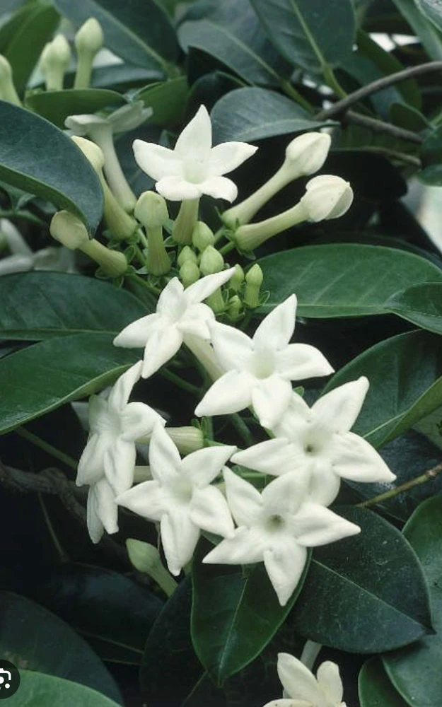 Stephanotis Floribunda Live Plant – 6" Pot – Madagascar Jasmine Vine – Indoor/Outdoor - Cannot ship to CA - Image 1