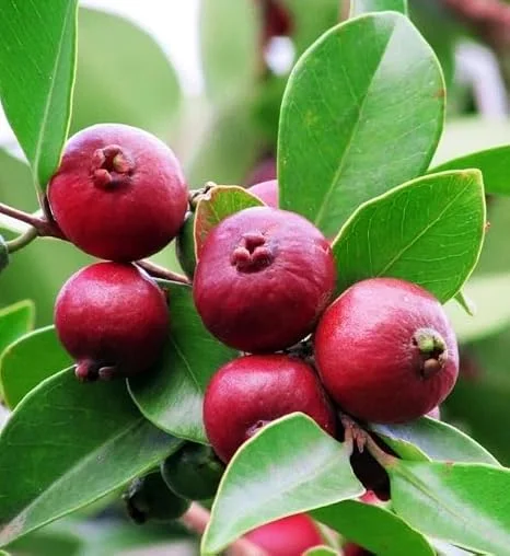 Strawberry Guava Live Plant - 4in Pot - Psidium cattleyanum - Tropical Fruit Tree - Image 2