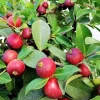 Strawberry Guava Live Plant - 4in Pot - Psidium cattleyanum - Tropical Fruit Tree - Image 1
