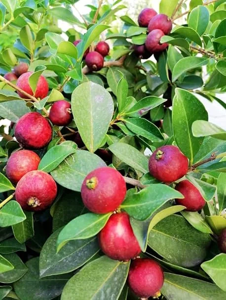Strawberry Guava Live Plant - 4in Pot - Psidium cattleyanum - Tropical Fruit Tree - Image 1