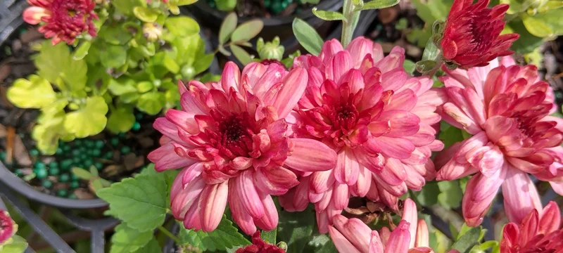Strawberry Ice Garden Mum Live Plant - Hardy Chrysanthemum, 4-inch Pot, Outdoor - Image 2
