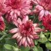 Strawberry Ice Garden Mum Live Plant - Hardy Chrysanthemum, 4-inch Pot, Outdoor - Image 1