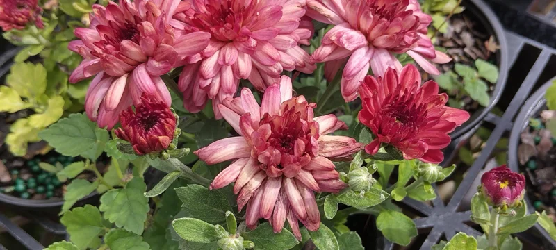 Strawberry Ice Garden Mum Live Plant - Hardy Chrysanthemum, 4-inch Pot, Outdoor - Image 1