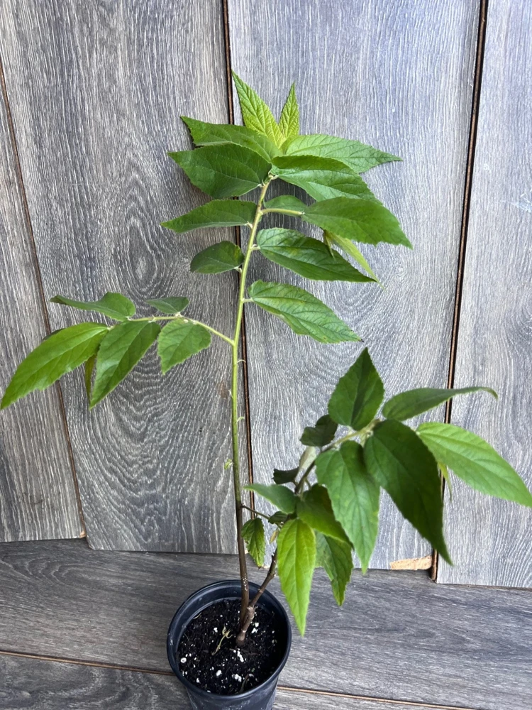 Strawberry Tree Plant (Muntingia calabura) - Jamaican Cherry Live Plant in 6" Pot - Cannot ship to CA - Image 2
