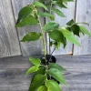 Strawberry Tree Plant (Muntingia calabura) - Jamaican Cherry Live Plant in 6" Pot - Cannot ship to CA - Image 1