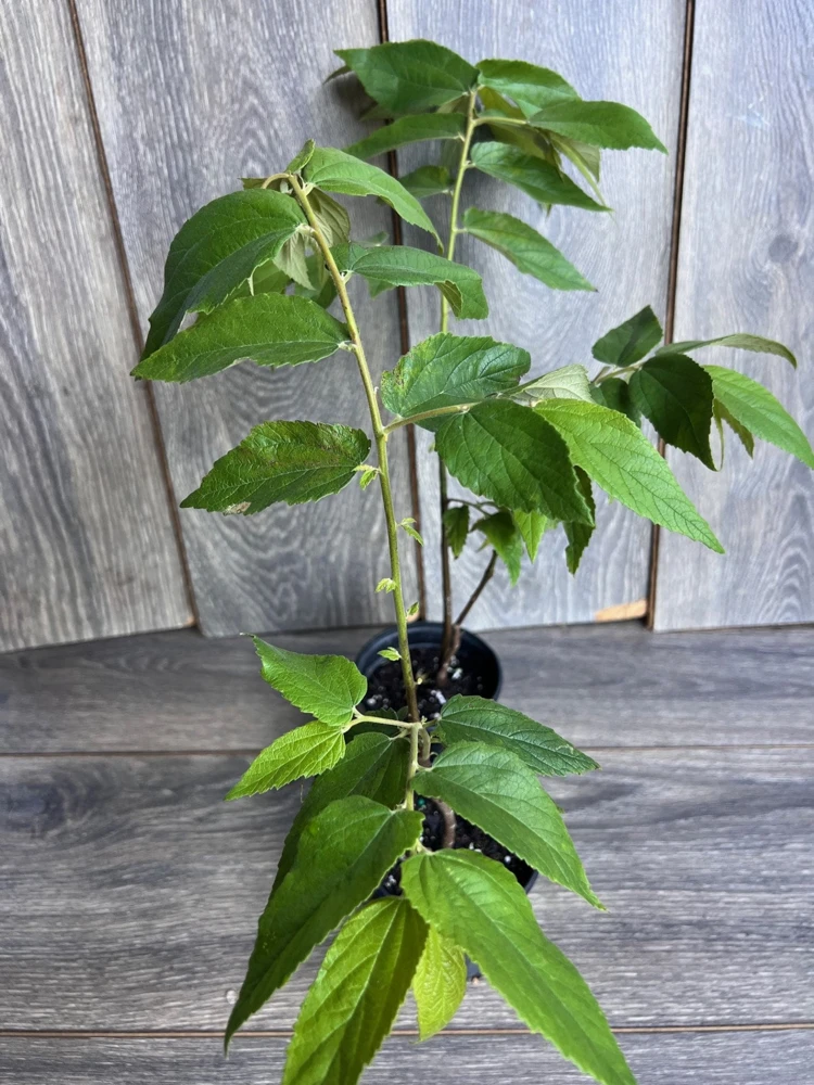 Strawberry Tree Plant (Muntingia calabura) - Jamaican Cherry Live Plant in 6" Pot - Cannot ship to CA - Image 1
