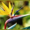 Strelitzia Mandelas Gold Yellow Bird of Paradise Live Plant - 4" Starter Pot - Image 1
