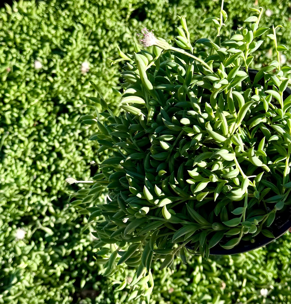 String of Bananas Live Plant - Senecio Radicans Trailing Succulent in 4 inch Pot - Image 2