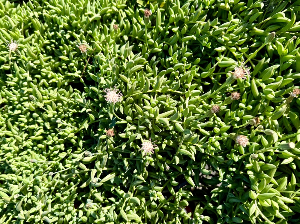String of Bananas Live Plant - Senecio Radicans Trailing Succulent in 4 inch Pot - Image 3