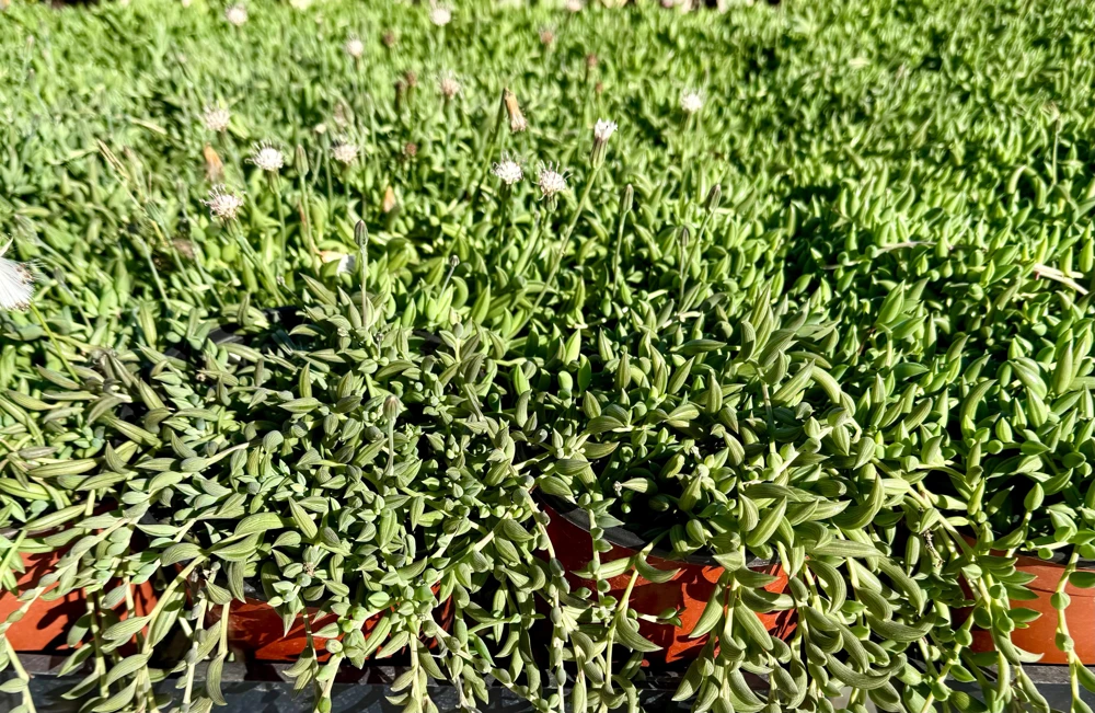 String of Bananas Live Plant - Senecio Radicans Trailing Succulent in 4 inch Pot - Image 4