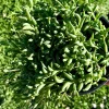 String of Bananas Live Plant - Senecio Radicans Trailing Succulent in 4 inch Pot - Image 1
