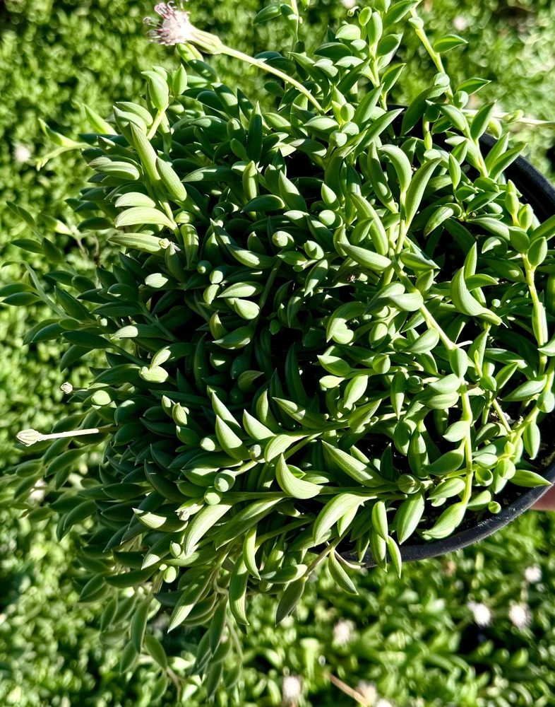 String of Bananas Live Plant - Senecio Radicans Trailing Succulent in 4 inch Pot - Image 1