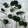 String of Hearts Cuttings - 10 Nodes Live Plant for Propagation - Ceropegia Woodii Indoor Succulent - Image 1