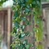 String of Hearts Live Plant – Ceropegia Woodii Trailing Succulent – 4" or 6" Pot – Indoor - Image 1