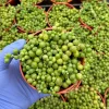 String of Pearls Live Plant 4" Pot - Trailing Senecio Rowleyanus Succulent Indoor - Image 1