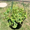 String of Turtles Live Plant - Peperomia Prostrata - 6 inch Pot - Trailing Succulent - Image 1
