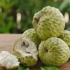 Sugar Apple Live Plant in 10 inch Pot - Srikaya, Sweetsop Fruit Tree - Cannot ship to CA - Image 1