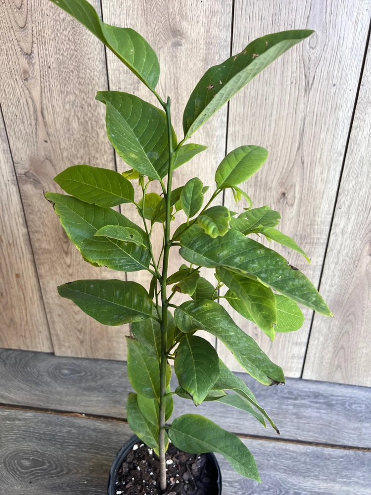 Sugar Apple Tree Live Plant - Srikaya Annona Squamosa - Half Gallon Pot - Cannot ship to CA - Image 2