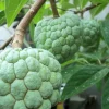 Sugar Apple Tree Live Plant - Srikaya Annona Squamosa - Half Gallon Pot - Cannot ship to CA - Image 1