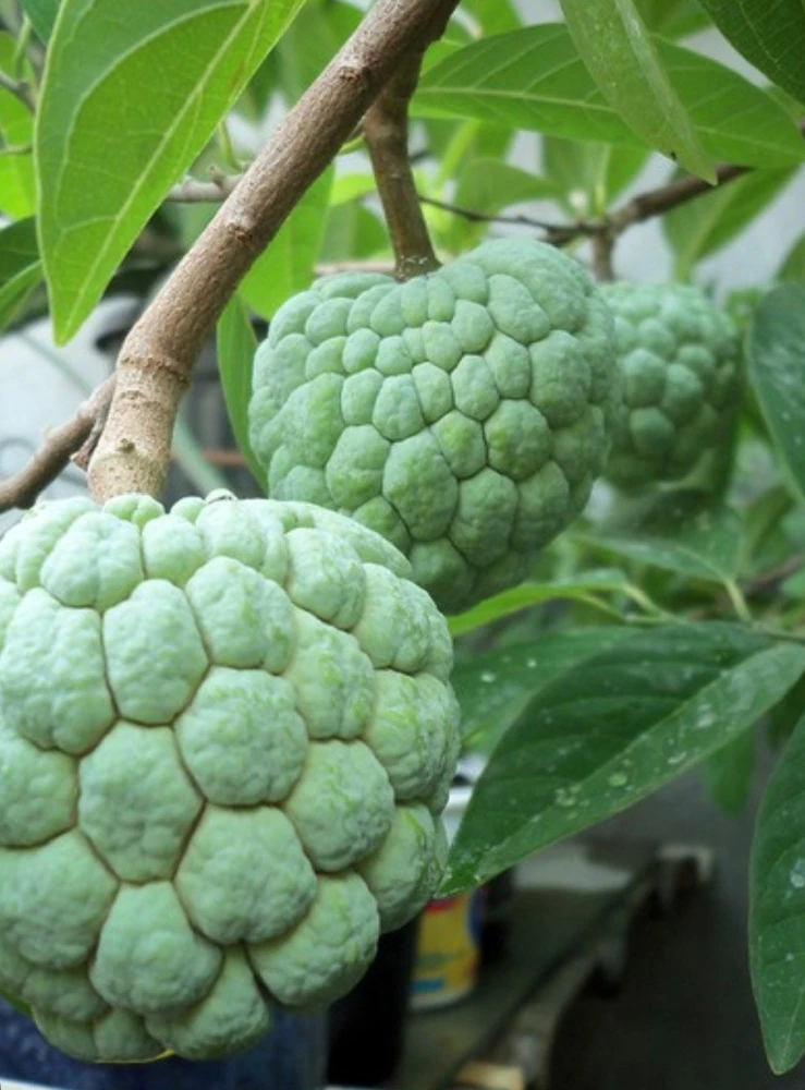 Sugar Apple Tree Live Plant - Srikaya Annona Squamosa - Half Gallon Pot - Cannot ship to CA - Image 1