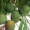 Sugar Loaf Mango Tree - Grafted Live Plant - 3 Gallon Pot - 26-33" Tall - Cannot ship to CA - Image 1