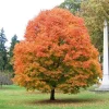 Sugar Maple Tree – Live Plant – 1 Gallon Pot – Outdoor Shade Tree - Image 1