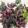Surprise Rex Begonia Live Plant - 3 Inch Pot, Vibrant Indoor Foliage - Image 1
